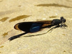 Euphaea subcostalis