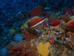 Pseudolabrus biserialis