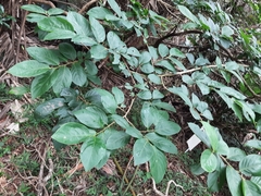 Turraea floribunda