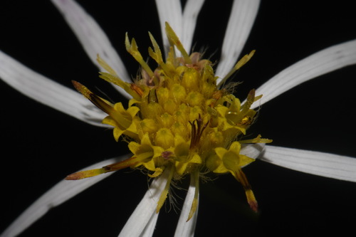 whorled wood aster