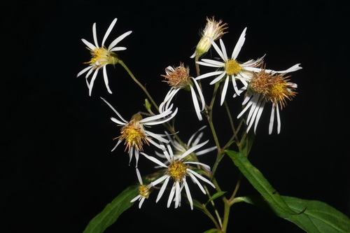 whorled wood aster