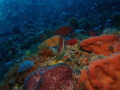 Pseudolabrus biserialis