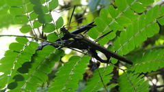 Pseudophasma andreaszomproi