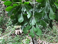 Cussonia nicholsonii