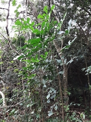 Cussonia nicholsonii