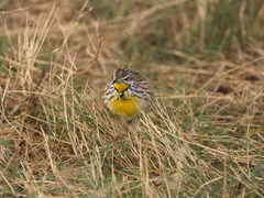 Macronyx aurantiigula