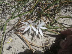 Gethyllis verticillata