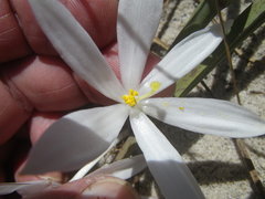 Gethyllis verticillata
