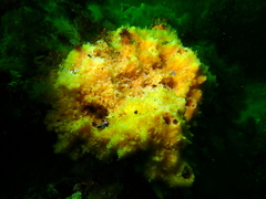 Halichondria sitiens