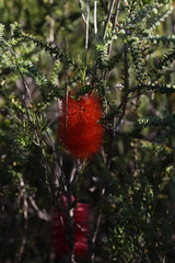 Melaleuca lateritia