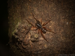 Euasteron enterprise