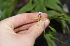 Epidendrum jatunsachanum