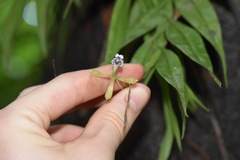 Epidendrum jatunsachanum