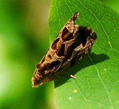 Olethreutes tilianum
