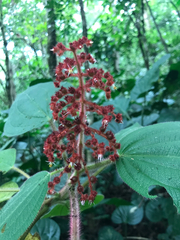 Miconia