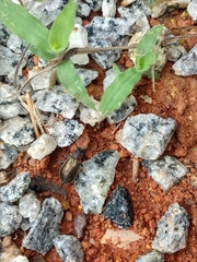 Lagria villosa