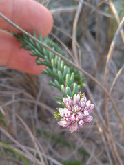 Polygala cyparissias