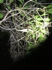 Rieppeleon kerstenii