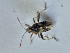 Stictopleurus scutellaris