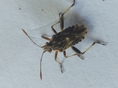 Stictopleurus scutellaris