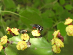 Euphorbia antiquorum