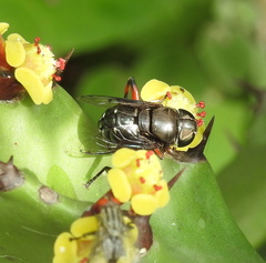 Euphorbia antiquorum