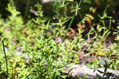 Tetratheca filiformis