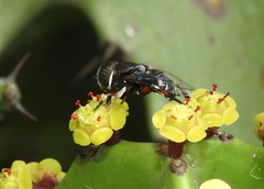 Euphorbia antiquorum