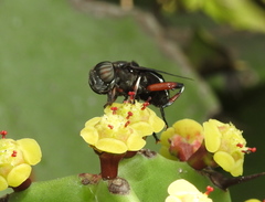 Euphorbia antiquorum