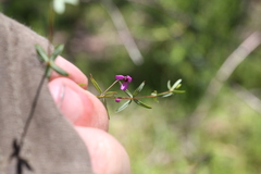 Tetratheca filiformis