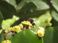 Euphorbia antiquorum