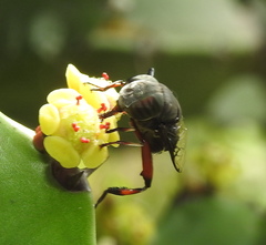 Euphorbia antiquorum