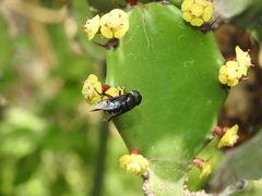Euphorbia antiquorum