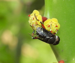 Euphorbia antiquorum