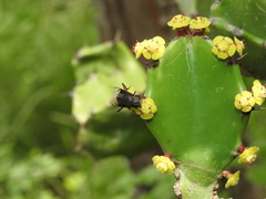 Euphorbia antiquorum