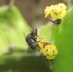 Euphorbia antiquorum