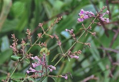 Mascagnia divaricata