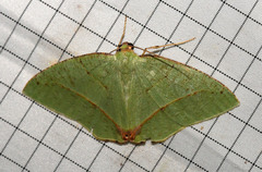 Phyle transglauca