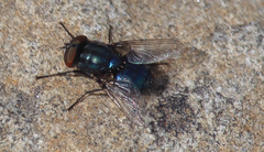 Compsomyiops fulvicrura