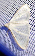 Palpita vitrealis