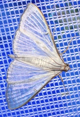 Palpita vitrealis