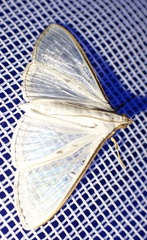 Palpita vitrealis
