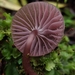 Mycena holoporphyra - Photo (c) Andrey Loria, some rights reserved (CC BY-SA), uploaded by Andrey Loria