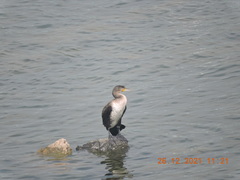 Phalacrocorax carbo