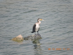 Phalacrocorax carbo