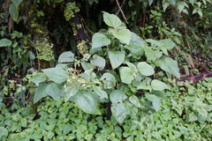 Alloispermum