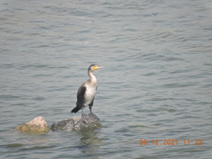 Phalacrocorax carbo