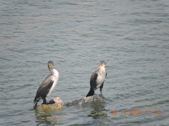 Phalacrocorax carbo