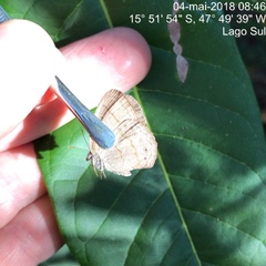 Paryphthimoides poltys