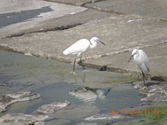 Egretta garzetta